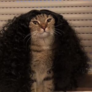 Estoque de creme de cabelo para a noiva